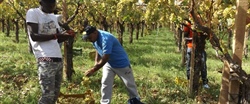 Ad Alba con l'inizio della stagione della raccolta frutta e dei lavori nelle vigne, previsti molti piu' braccianti in città.