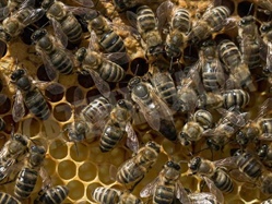 Crisi del miele: il miele d'acacia è scomparso dagli alveari.